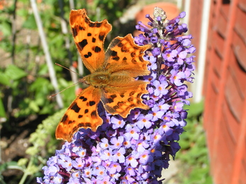 Comma Richard Burkmar