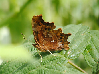 Comma markings Amy Lewis