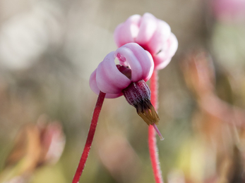 Cranberry flower