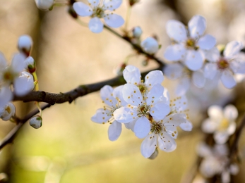 Cherry plum blossom