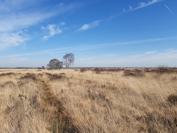 Whixall Moss