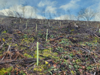 Tree planting