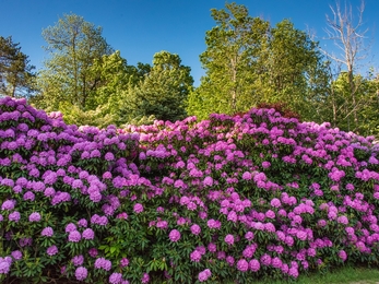 Rhododendron