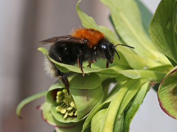 Tree bumblebee