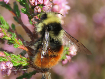 Bilberry bumblebee on heather