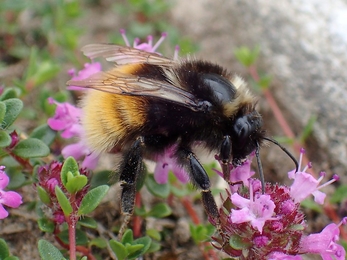 Bilberry bumblebee female