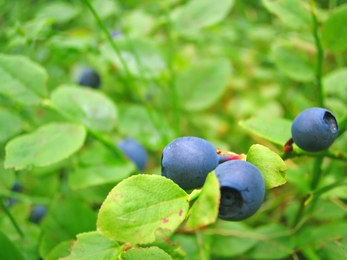 Bilberries