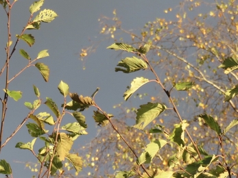 Dark sky and leaves by Becky Hedley