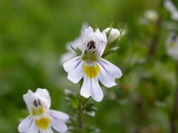 Eyebright (C) Bruce Shortland