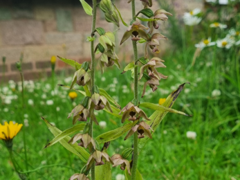 Broad-leaved Helleborine plant