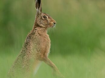 Alert brown hare