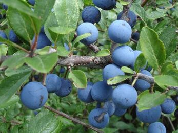 Sloes
