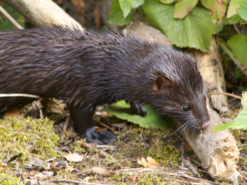 American mink