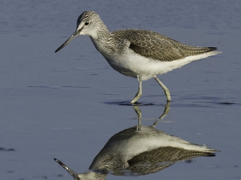 Green shank