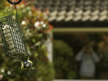 Blue tit feeder Feed the Birds