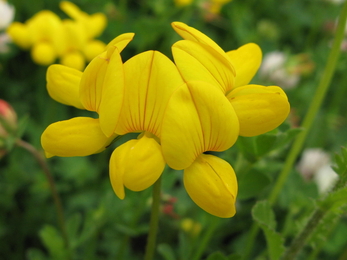 Birds-foot trefoil