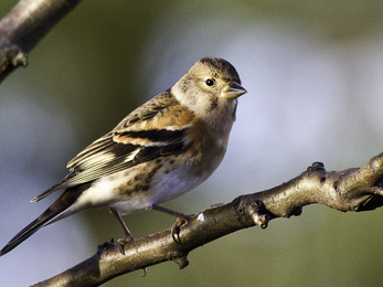 Brambling