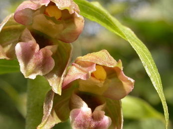 Broad leaved helleborine