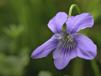 Common dog violet