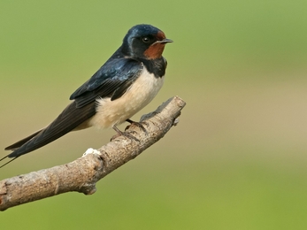 Swallow