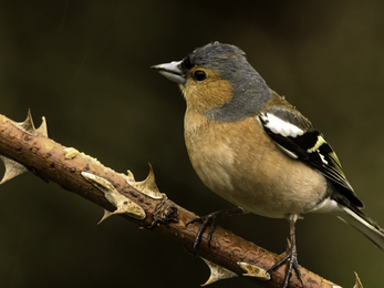 Chaffinch