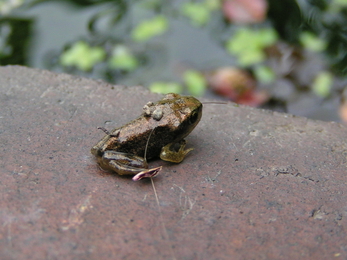 Common frog