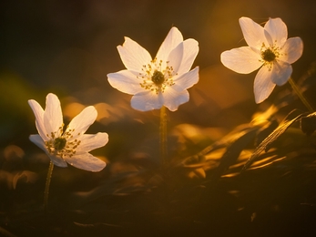 Wood anemone