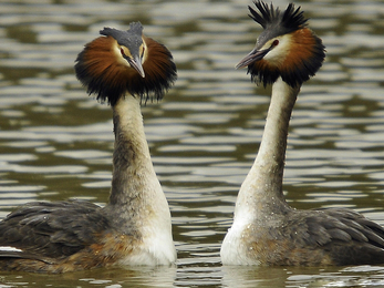 Great crested grebes