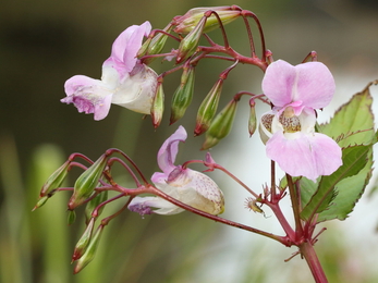 Rhododendron