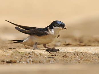 House martin