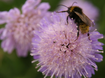 Scabious