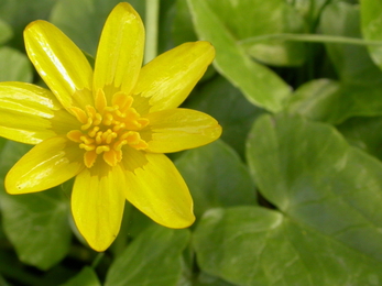 Lesser celandine