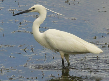 Little egret