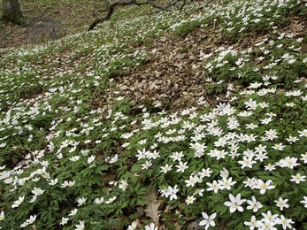 Wood anemone