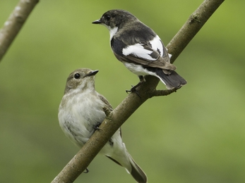 Pied flycatcher