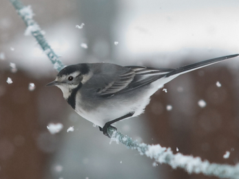 Pied wagtail in snow