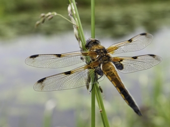 Four spotted chaser