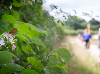 Hedgerow