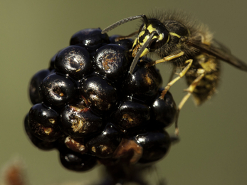Wasp on blackberry
