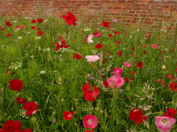 Garden wildflowers