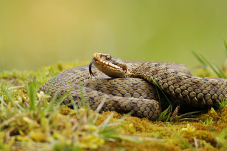 Adder