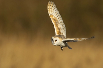 Birds of prey  Shropshire Wildlife Trust