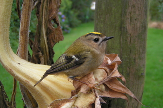 Wildbird kinglet cheap