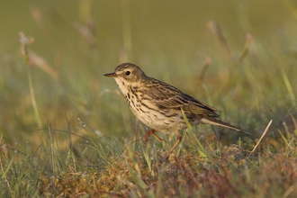 Meadow pipit