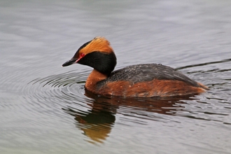 Slavonian Grebe