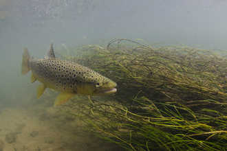 Brown Trout