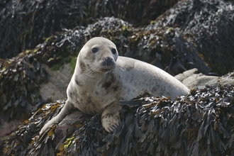 Grey Seal