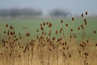 Teasel