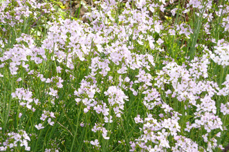 Cuckooflower