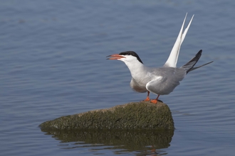 Common Tern